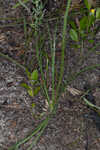 Florida beargrass